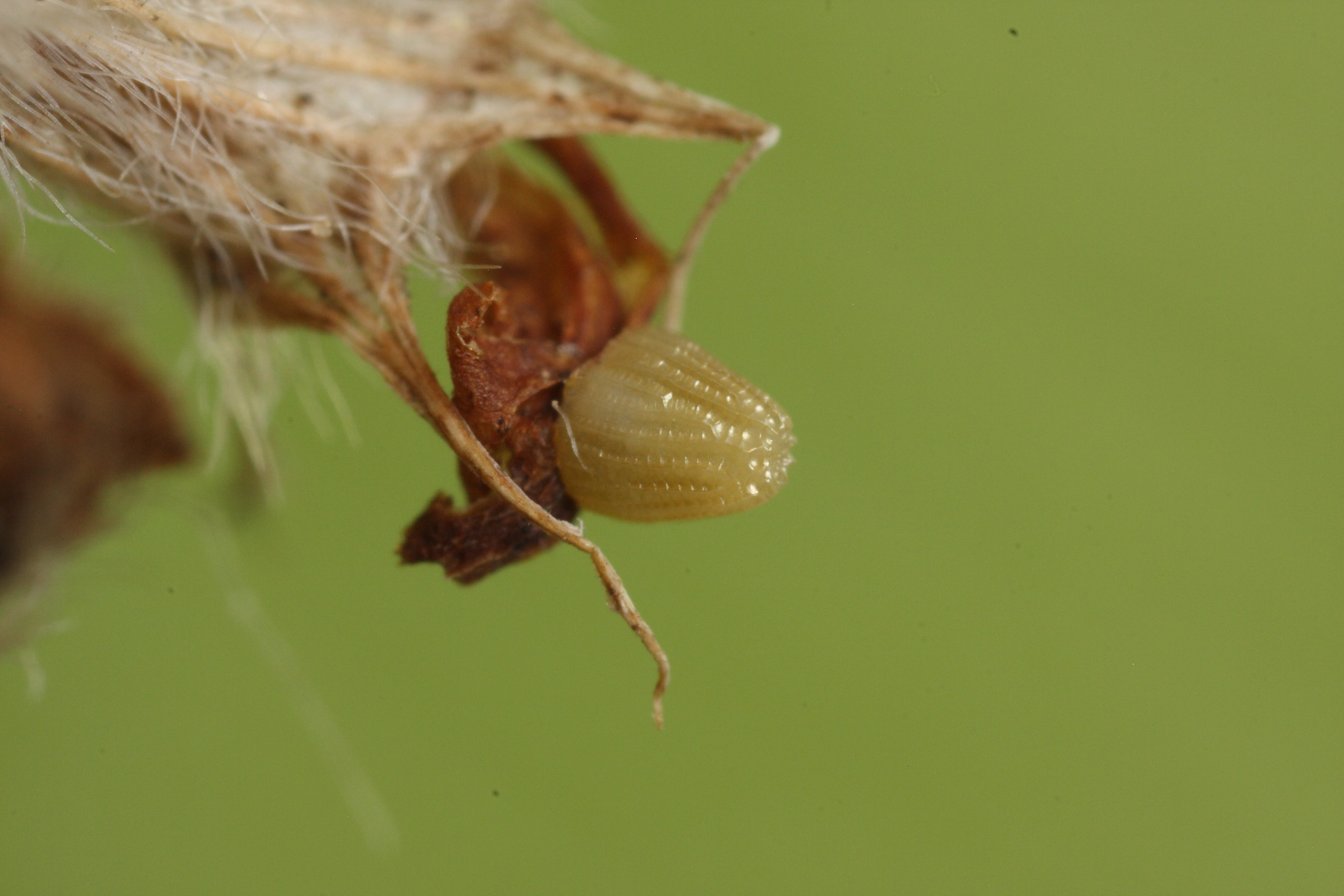 2012 04 27 Bdia ei 018.JPG